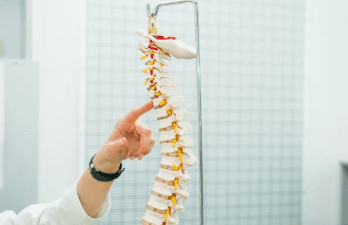 Orthopedic doctor shows 3-D model of a human spine